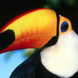 Toucan wallpaper