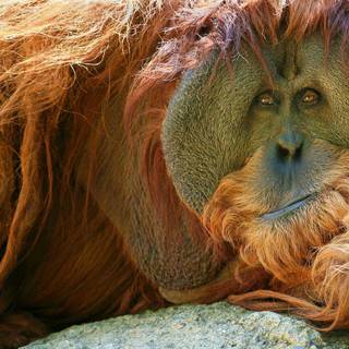 Orangutan wallpaper