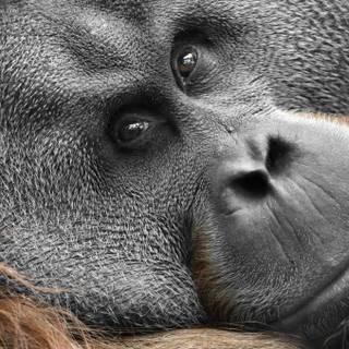 Orangutan wallpaper