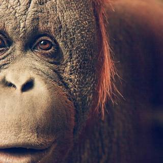 Orangutan wallpaper