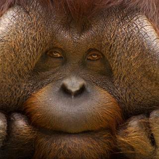 Orangutan wallpaper