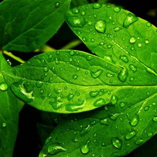 Refreshing wallpaper