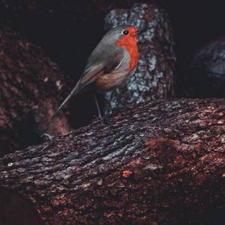 European robin wallpaper