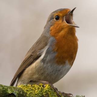 European robin wallpaper
