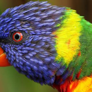 Tropical birds wallpaper