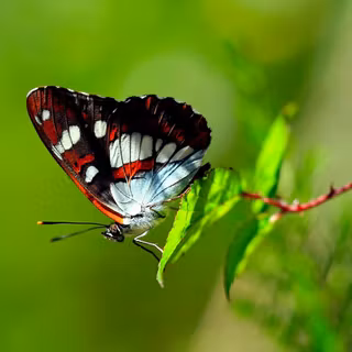 Types of butterflies wallpaper