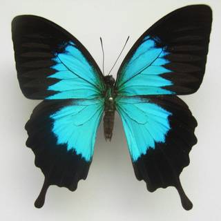 Types of butterflies wallpaper