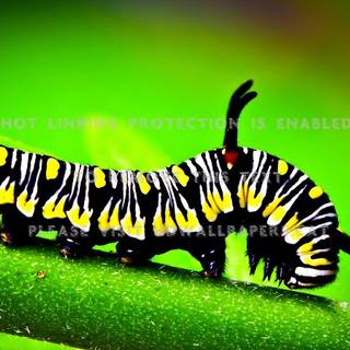 Caterpillar bugs wallpaper