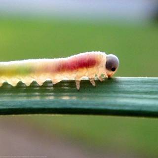 Caterpillar bugs wallpaper