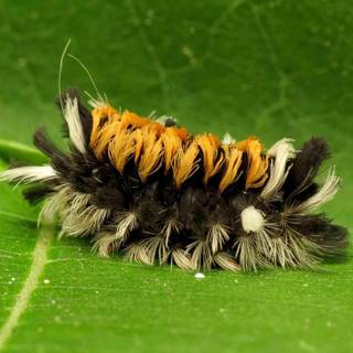Caterpillar bugs wallpaper