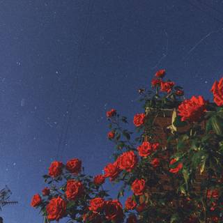 Aesthetic flowers wallpaper