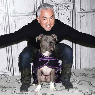 Cesar Millan wallpaper