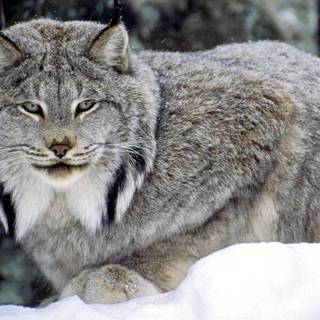 Canadian Lynx wallpaper