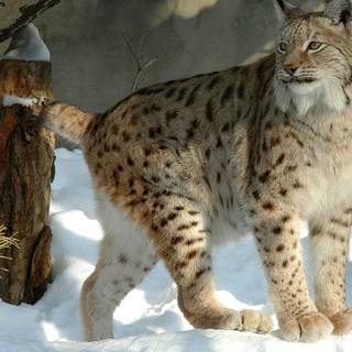 Canadian Lynx wallpaper