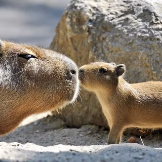 Capybara wallpaper