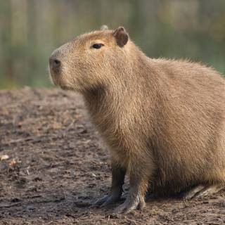 Capybara wallpaper
