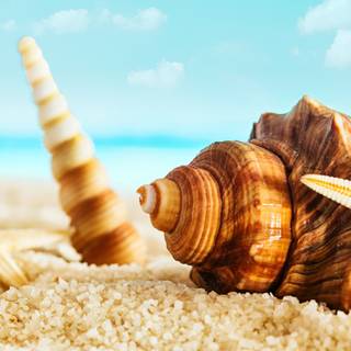 Shell wallpaper