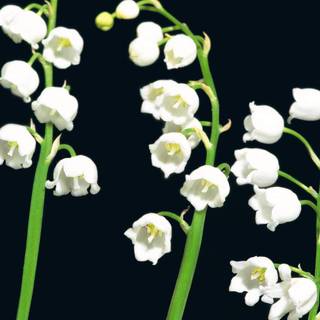 Lily Of The Valley wallpaper
