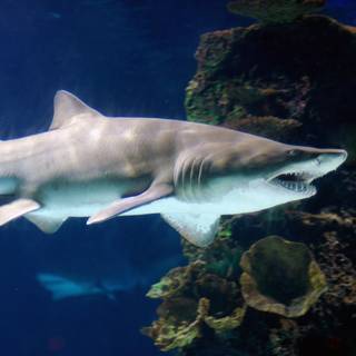 Tiger shark wallpaper