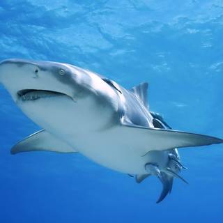 Tiger shark wallpaper