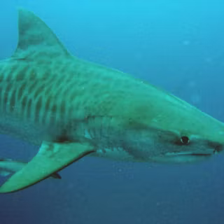 Tiger shark wallpaper