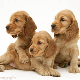 Cocker Spaniel wallpaper