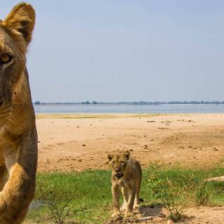 Lower Zambezi National Park wallpaper