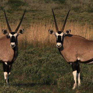 Nxai Pan National Park wallpaper