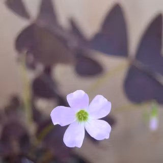 Yogyakarta wallpaper