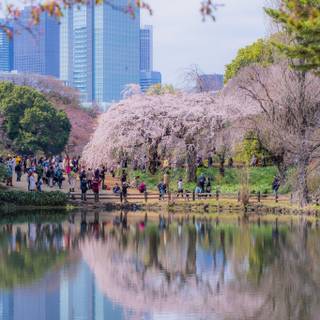 Shinjuku Gyoen wallpaper