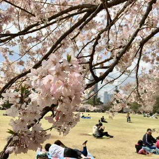 Shinjuku Gyoen wallpaper