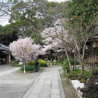 Shinjuku Gyoen wallpaper