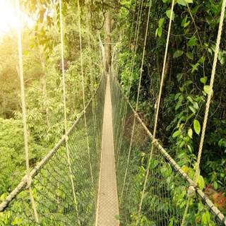 Taman Negara wallpaper