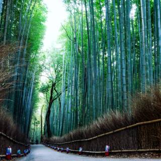 Arashiyama wallpaper