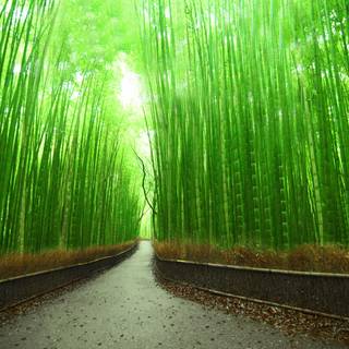 Sagano Bamboo Forest wallpaper