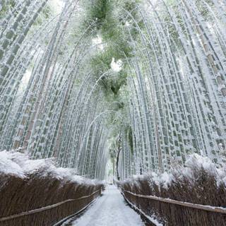 Sagano Bamboo Forest wallpaper
