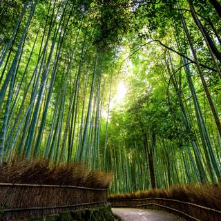 Sagano Bamboo Forest wallpaper