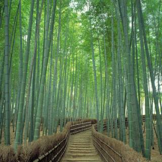 Sagano Bamboo Forest wallpaper