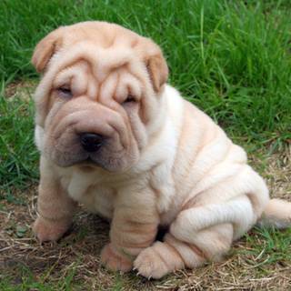 Shar Pei wallpaper