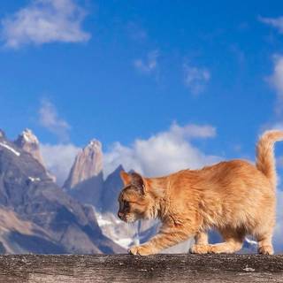 Maine Coon wallpaper