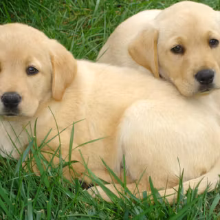 Labrador Retriever wallpaper