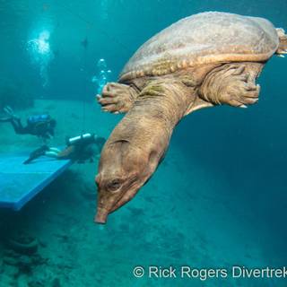 Blue Grotto wallpaper