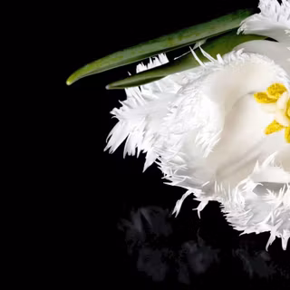 White flowers wallpaper