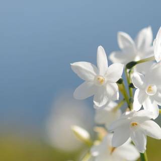 White flowers wallpaper