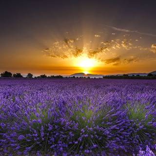 Guadalajara wallpaper