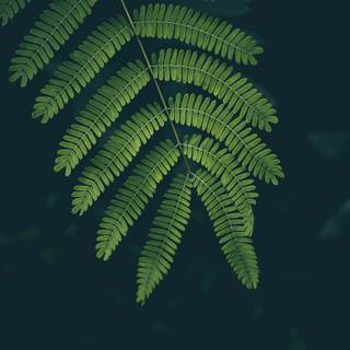 Fern wallpaper