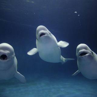 Beluga whale wallpaper