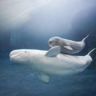 Beluga whale wallpaper