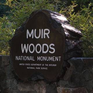 Muir Woods National Monument wallpaper