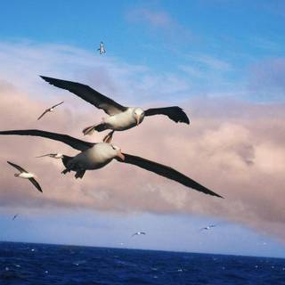 Albatross wallpaper